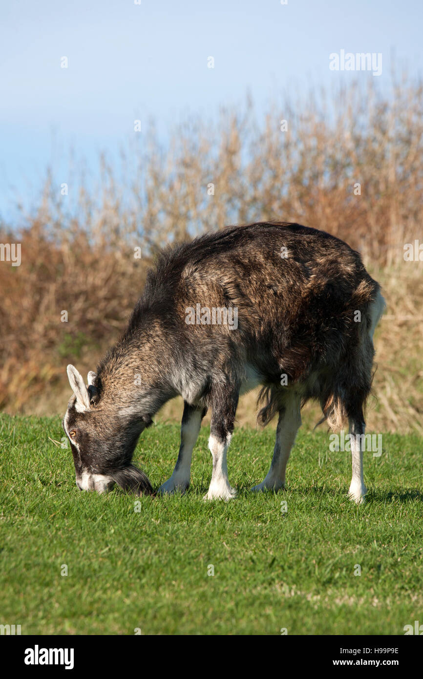 Domestic puck goat eating grass, Ireland Stock Photo