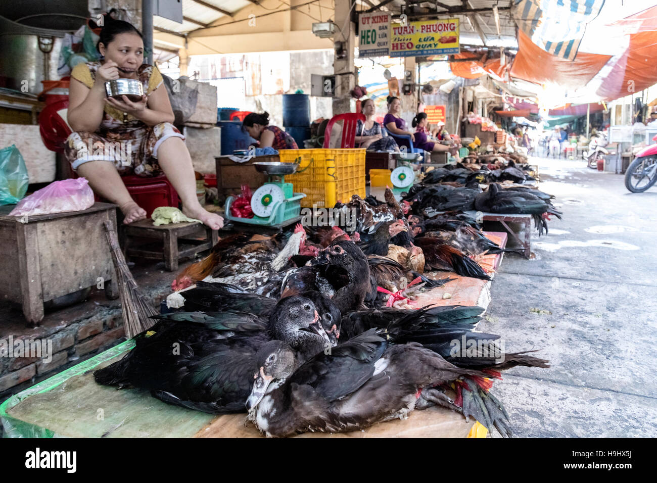 alive ducks for sale on a local market in Vinh Long; Mekong Delta; Vietnam; Stock Photo