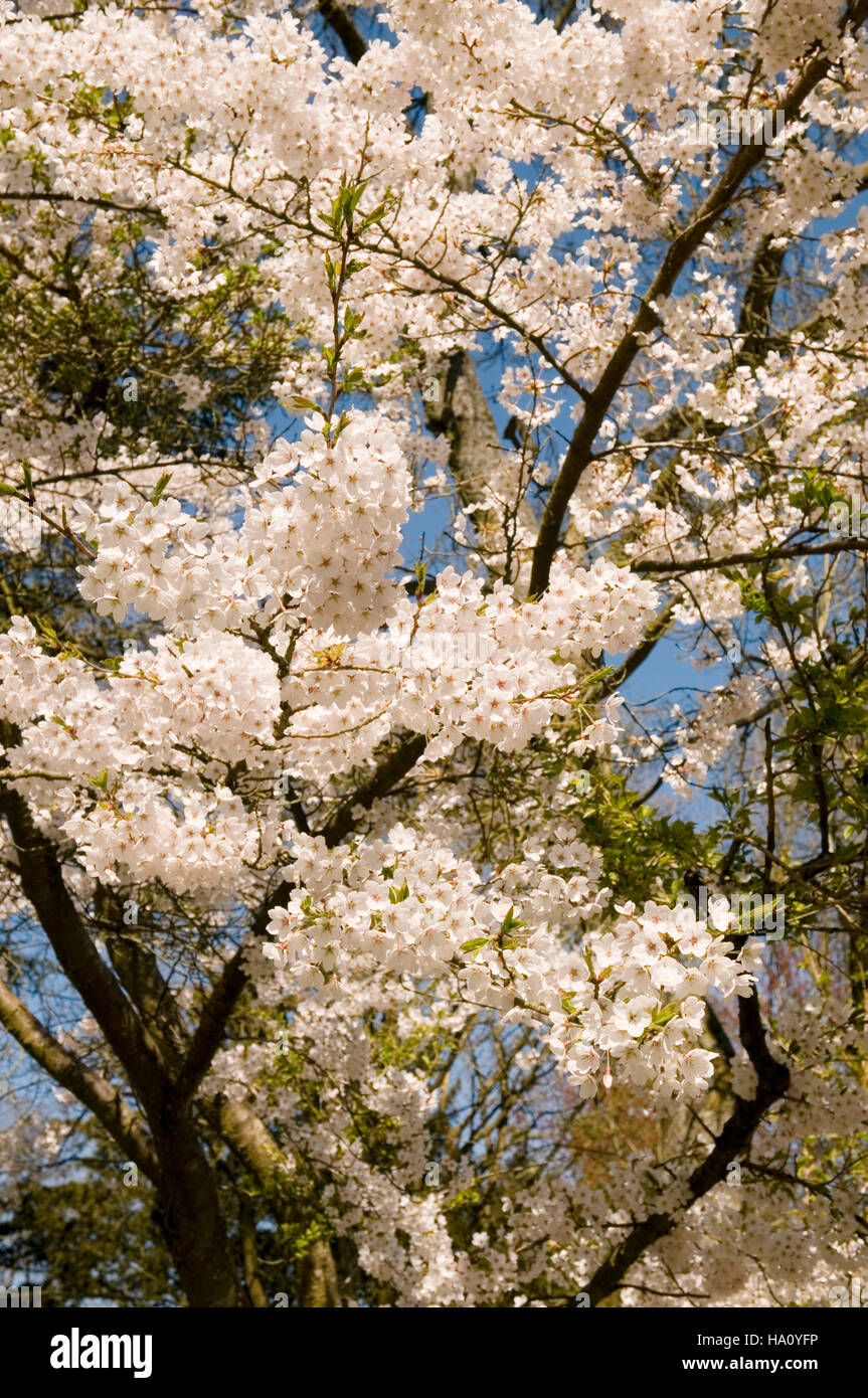 PRUNUS X YEDOENSIS IN BLOSSOM Stock Photo