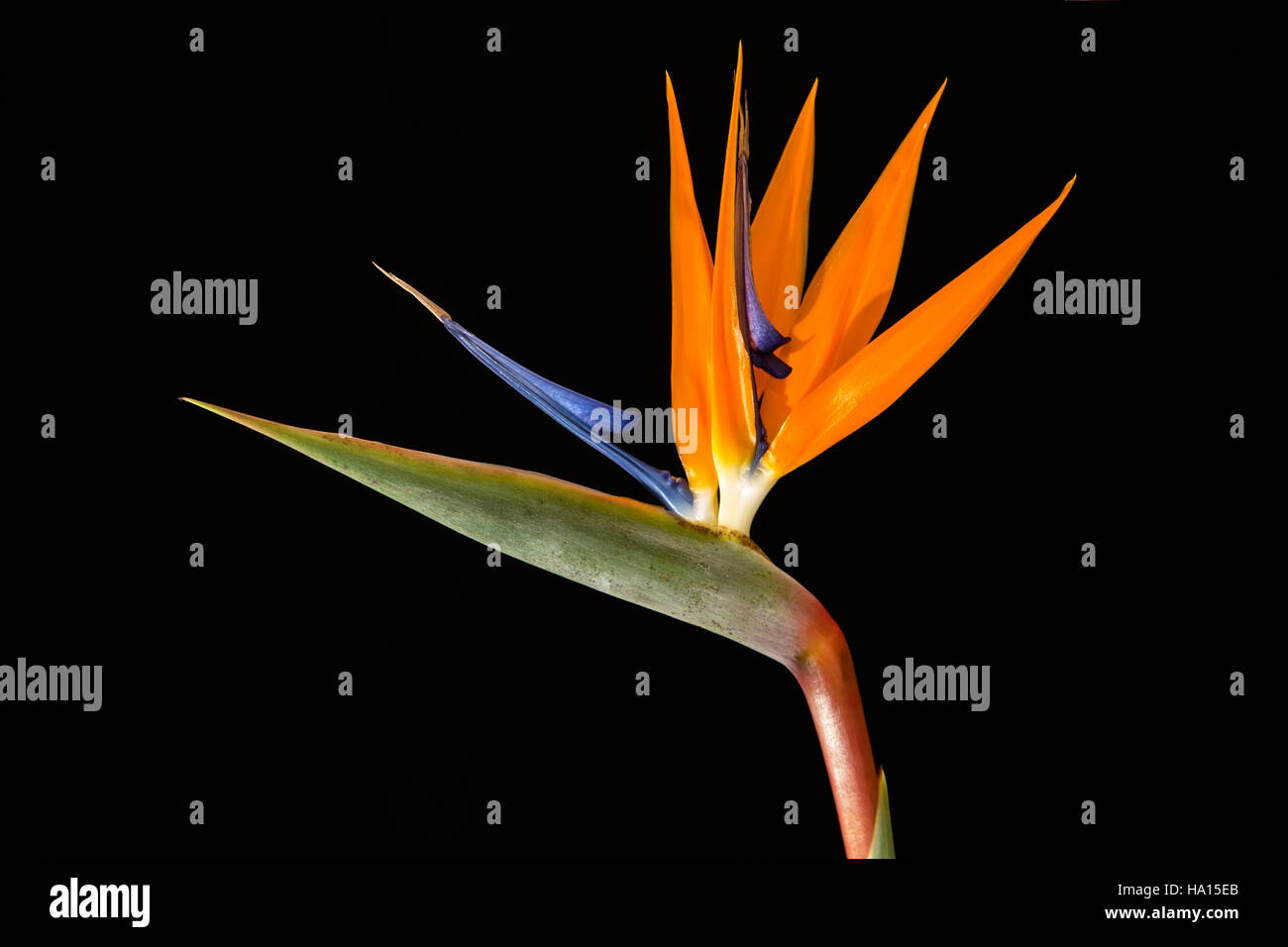 Bird of Paradise flower, Strelitzia, of the family Strelitziaceae, on a plain black background. Stock Photo