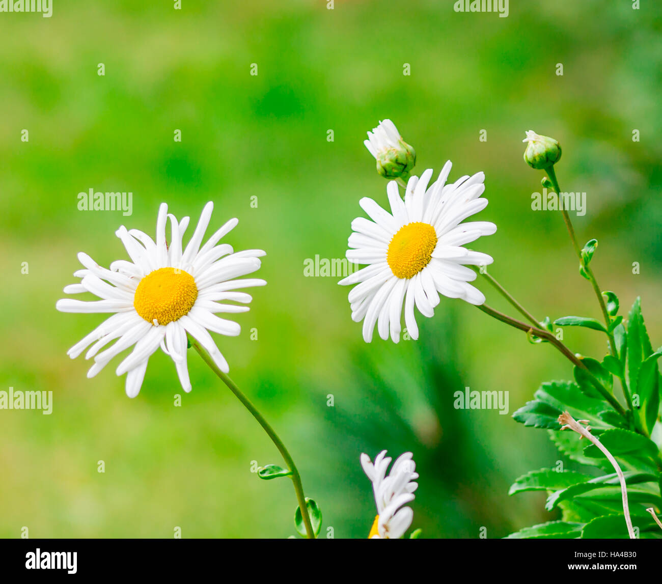 montauk daisy, a local flower Stock Photo