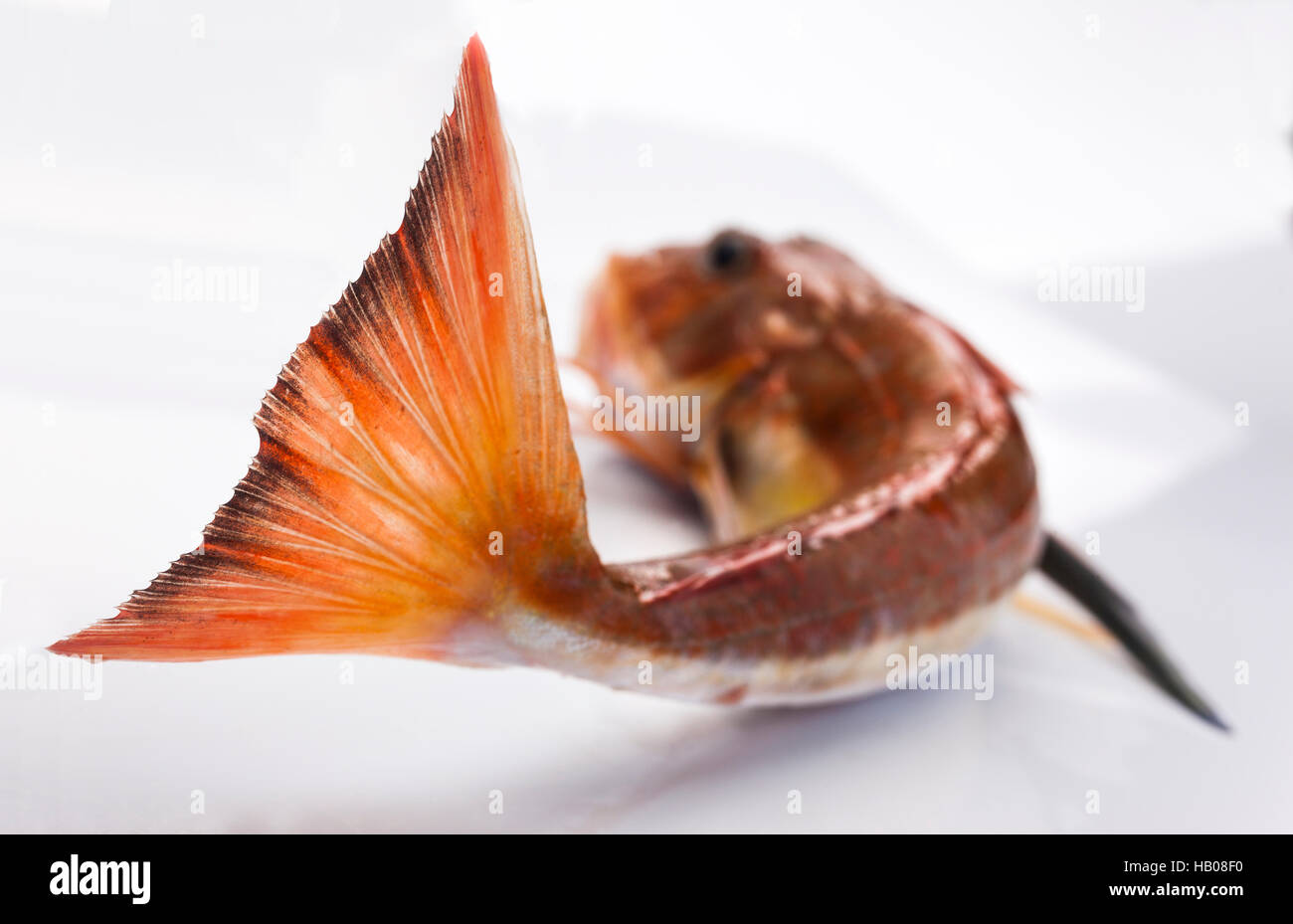 Gurnard fish Stock Photo