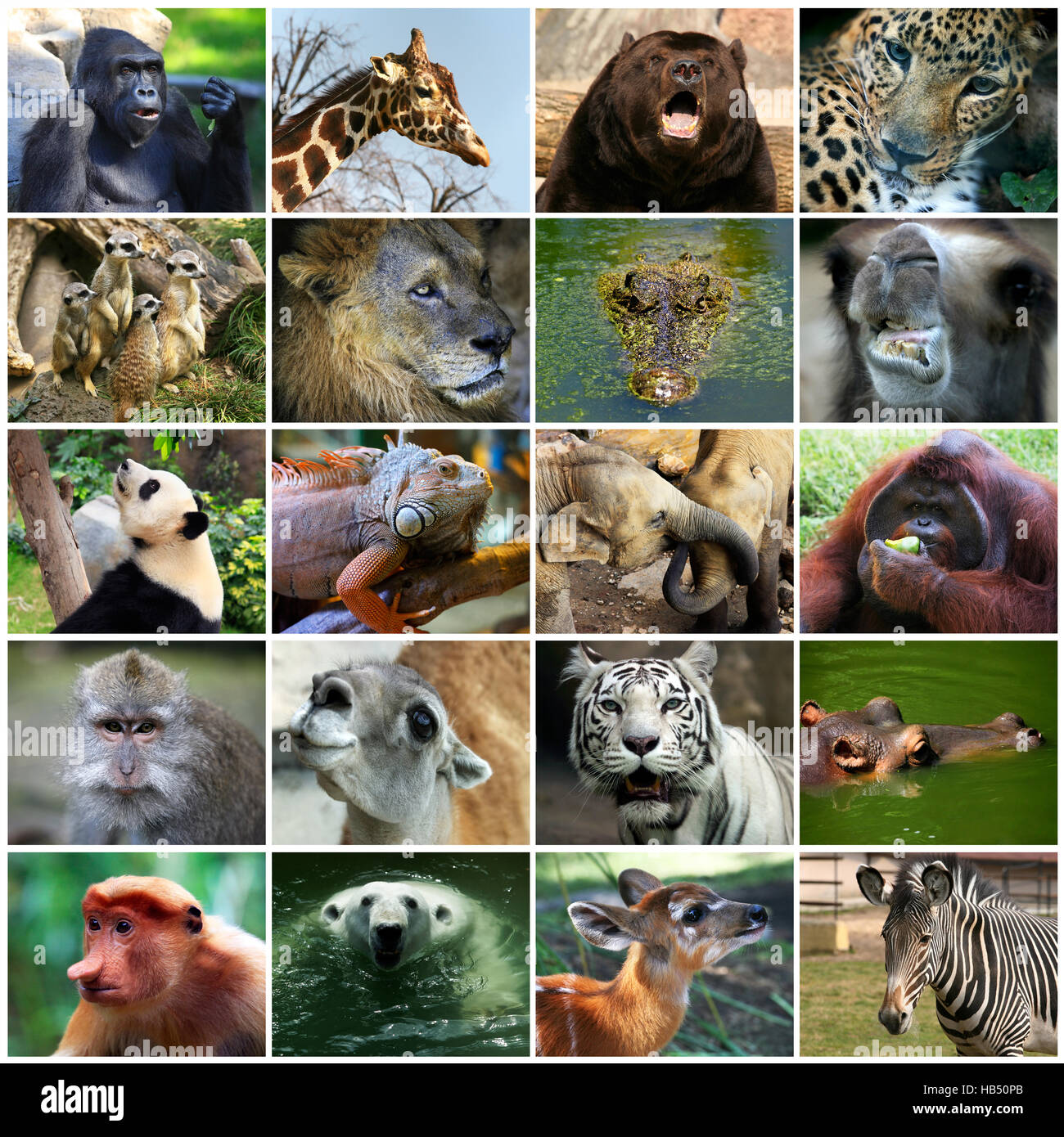 Top 140 + Collage of animals pictures - Lestwinsonline.com