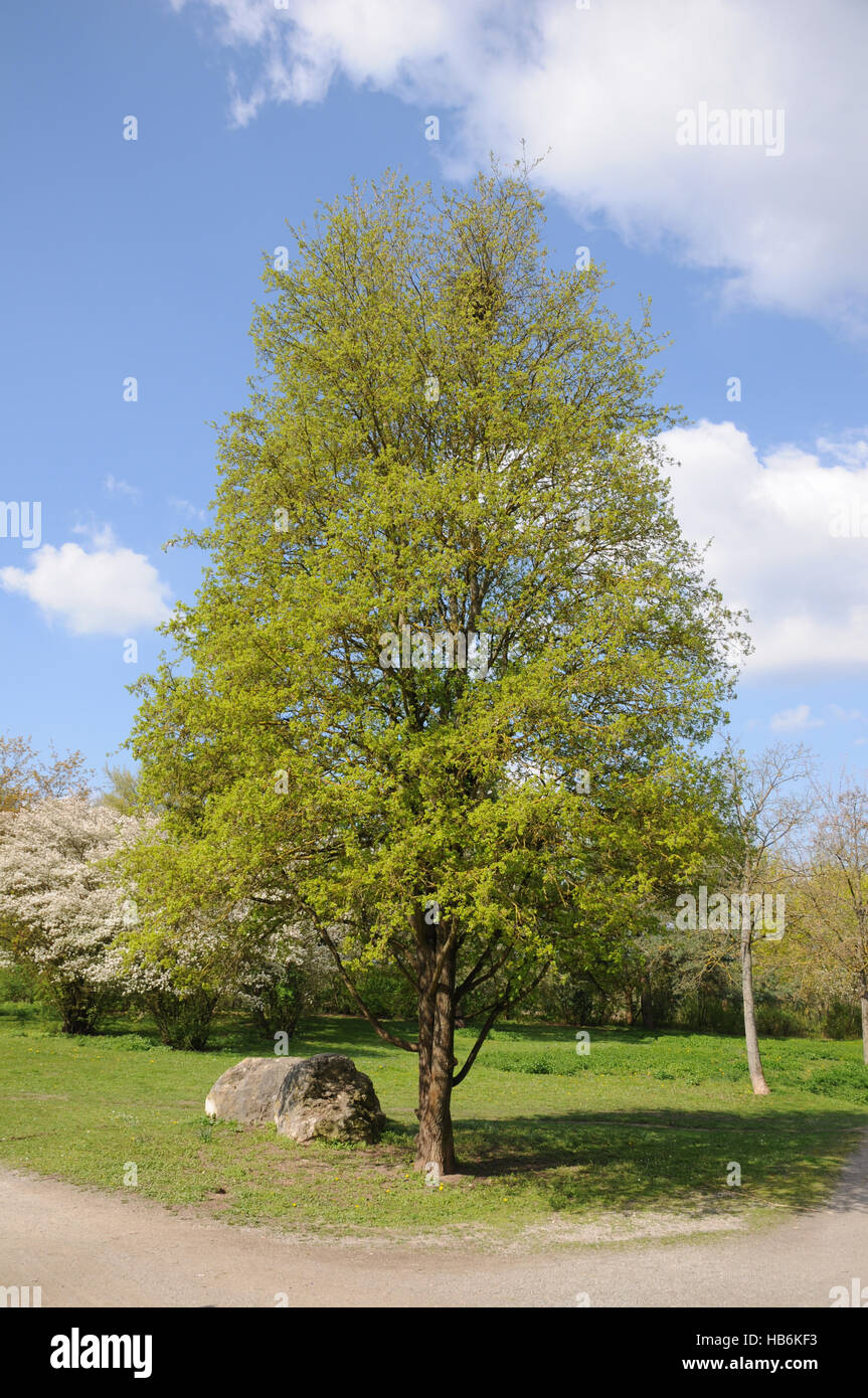 Acer campestre, Field maple Stock Photo