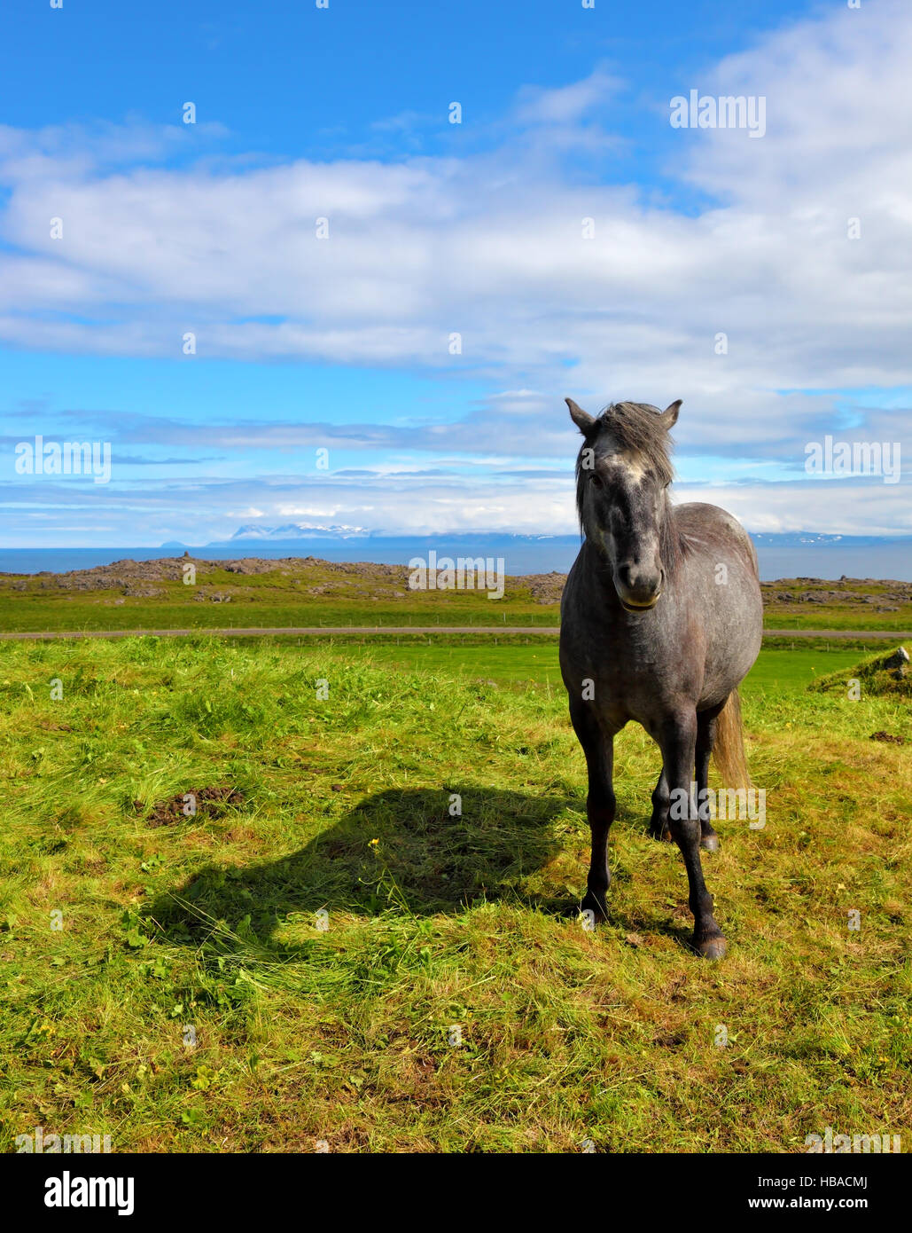 Beautiful horse Stock Photo