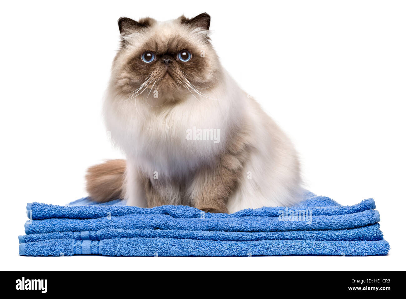 Cute groomed young persian seal colourpoint cat after bath is sitting on a blue towel Stock Photo