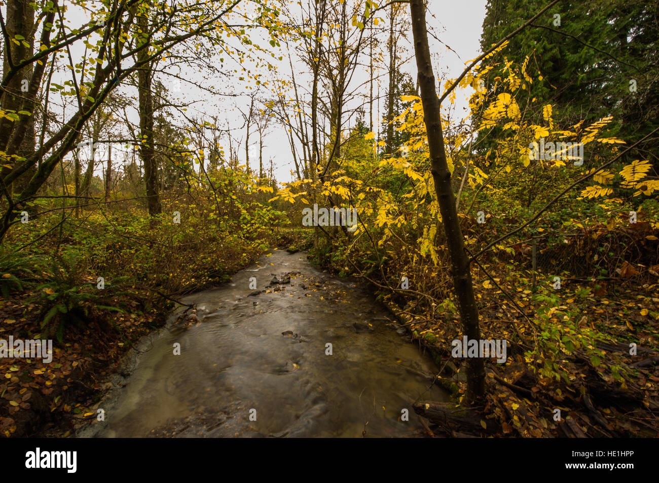 Preserved landscape in Stoney creek, Burnaby; BC. Stock Photo