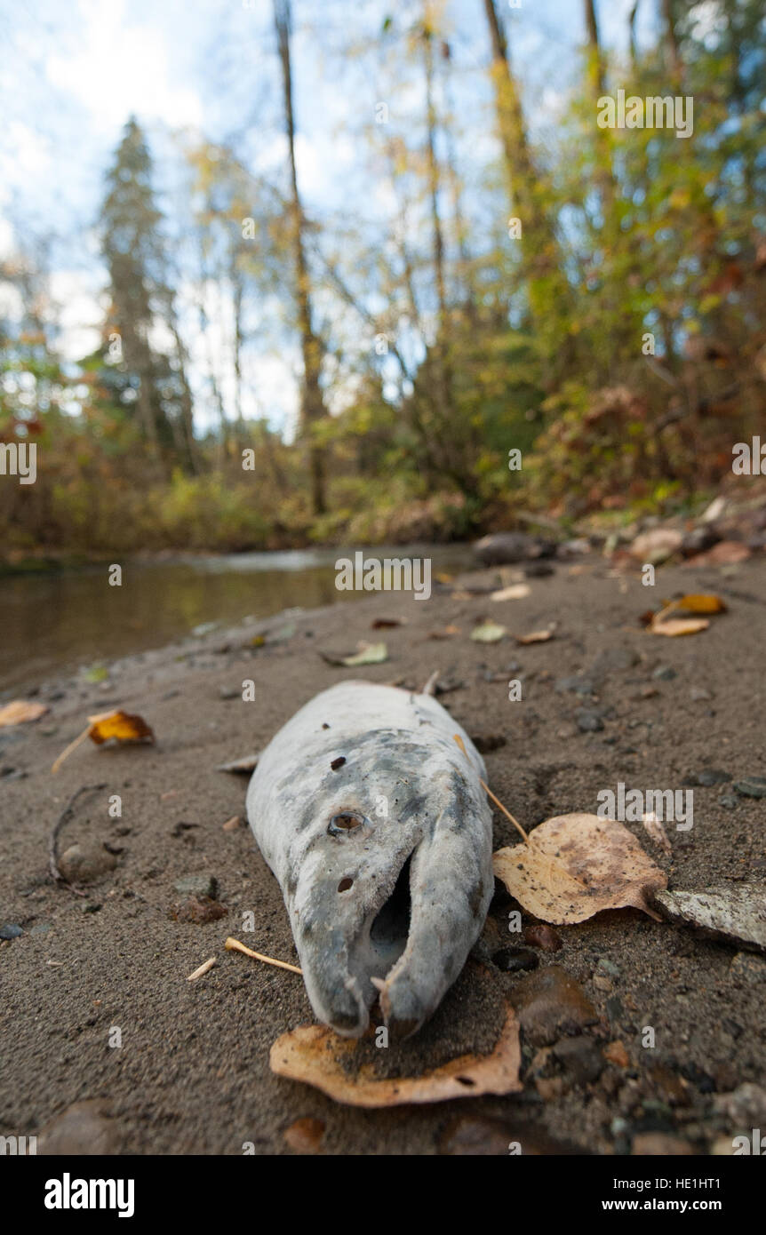 Decomposing salmon carcase in Stoney Creek, Burnaby. Stock Photo