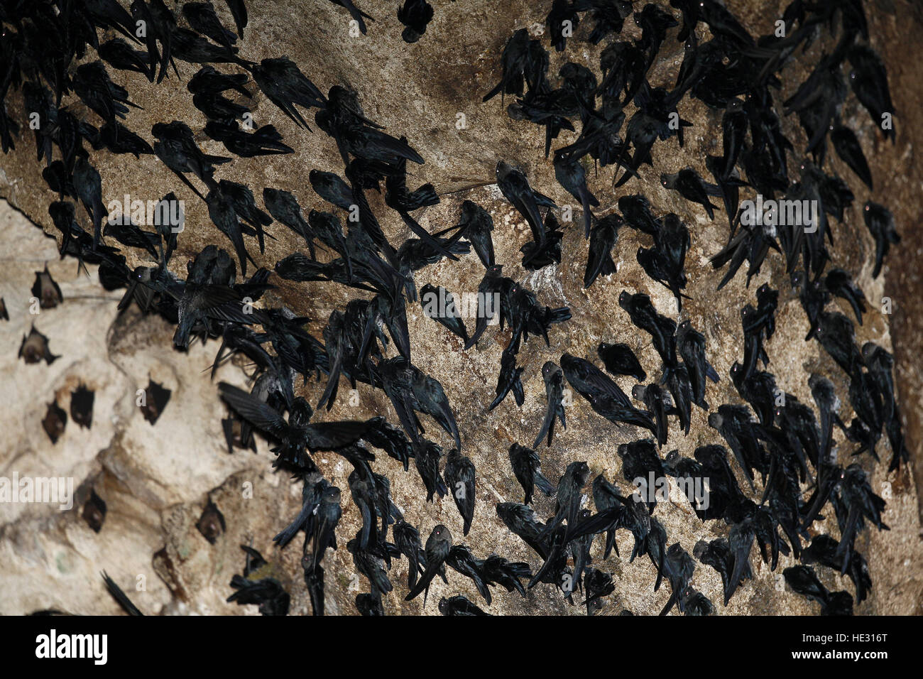 Mossy-nest Swiftlet, Aerodrama salanganus, colony within Gomantong Cave system Stock Photo