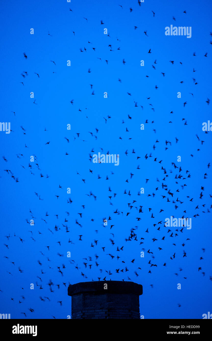 Vaux's Swifts swirl around a chimney at dusk as they prepare to enter the stack to roost for the night. Stock Photo