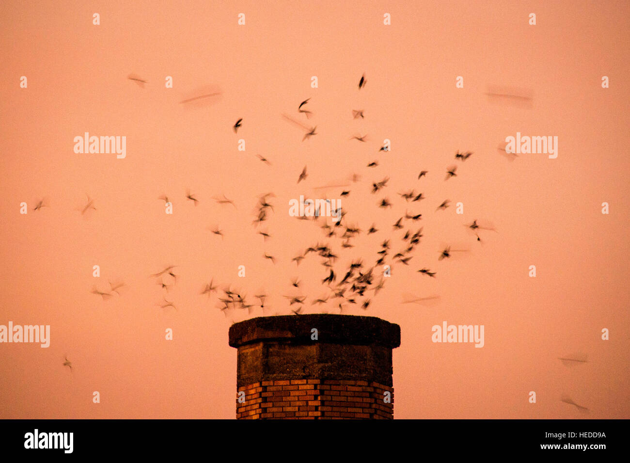 Vaux's Swifts swirl around a chimney at dusk as they prepare to enter the stack to roost for the night. Stock Photo