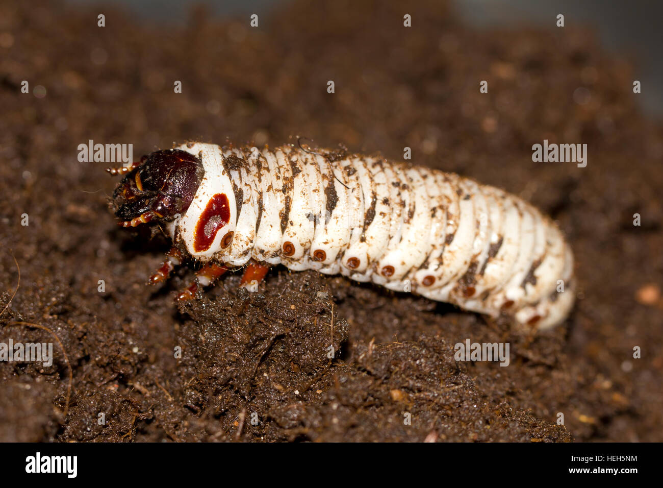 Goliath beetle larva Stock Photo