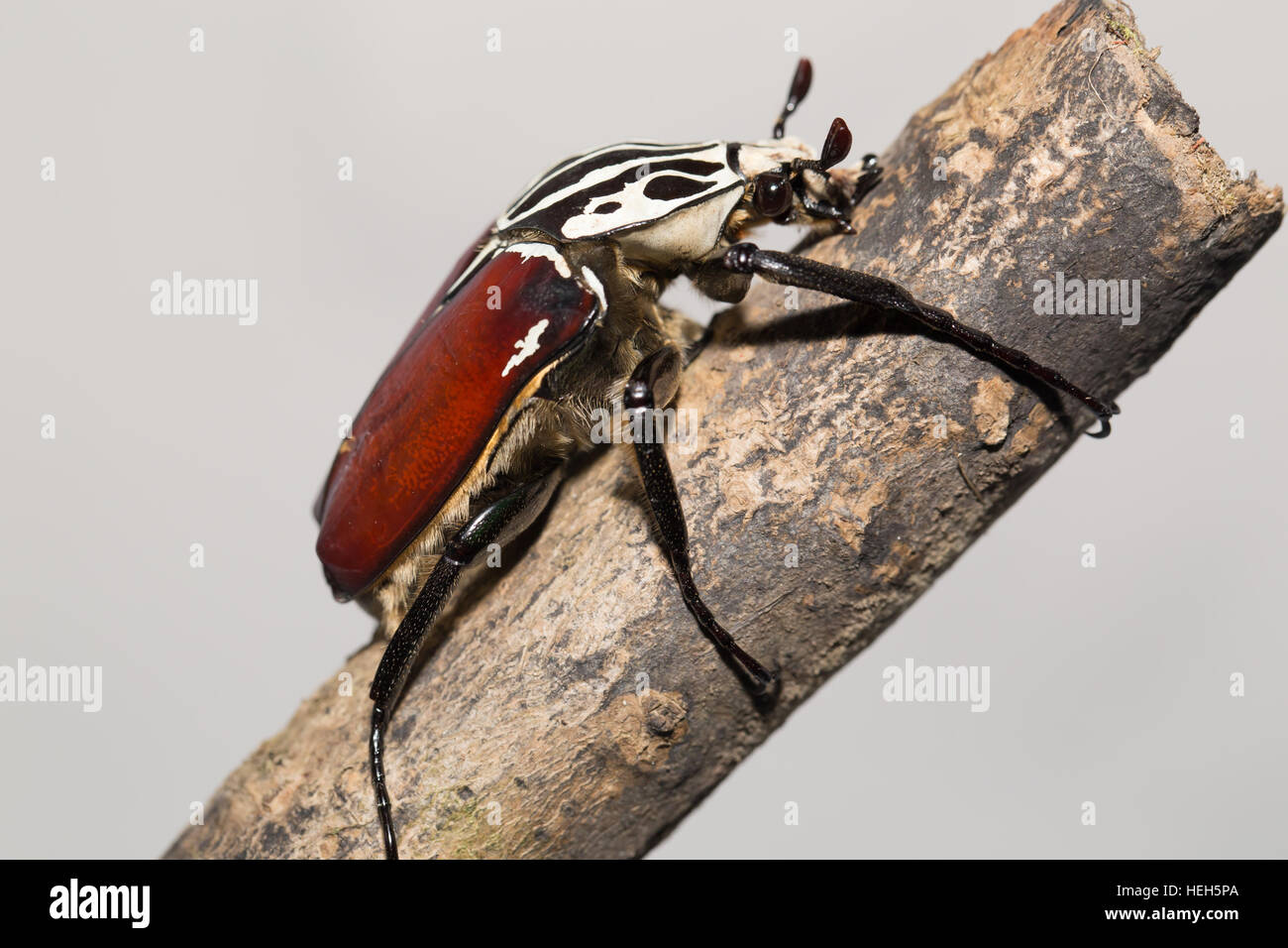 Goliath beetle Stock Photo