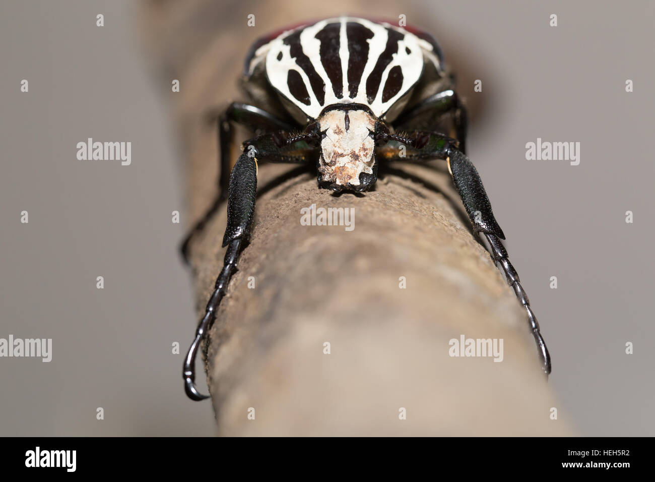 Goliath beetle Stock Photo