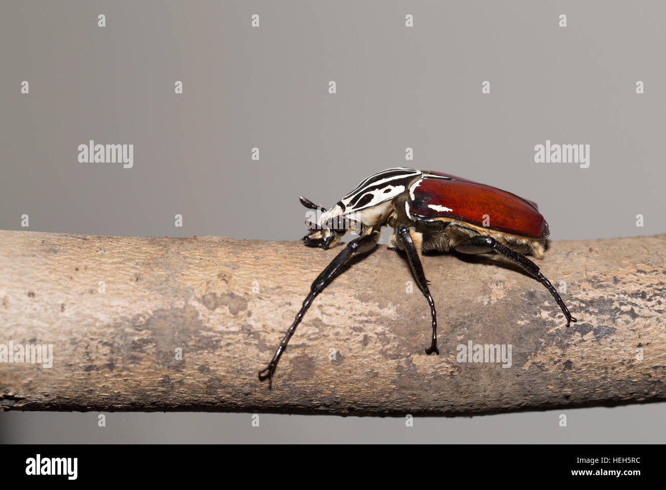 Goliath beetle Stock Photo