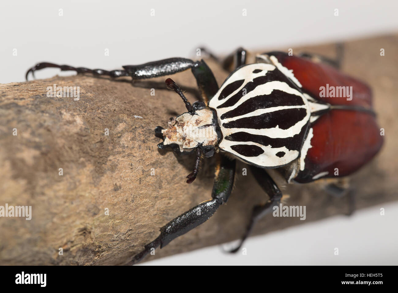 Goliath beetle Stock Photo