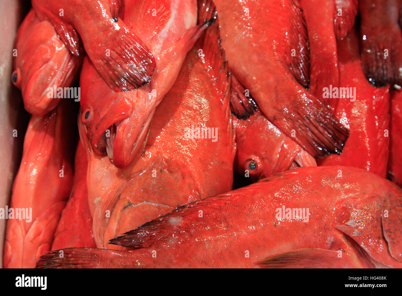 red fish Stock Photo