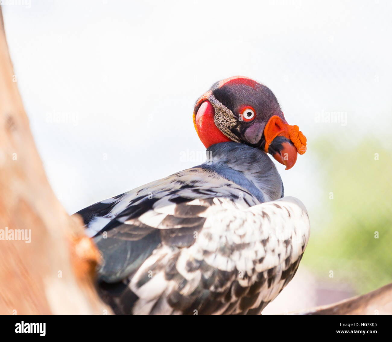 King Vulture, a very highly colored bird. Stock Photo