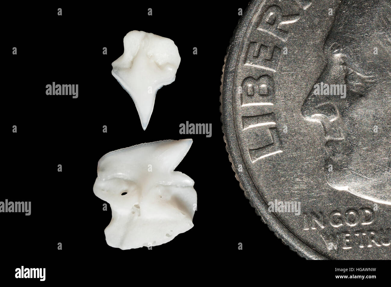 teeth (upper & lower) of gulper shark, Centrophorus granulosus ( family Squalidae - dogfish sharks ) next to U.S. quarter (25 cent piece) for size com Stock Photo