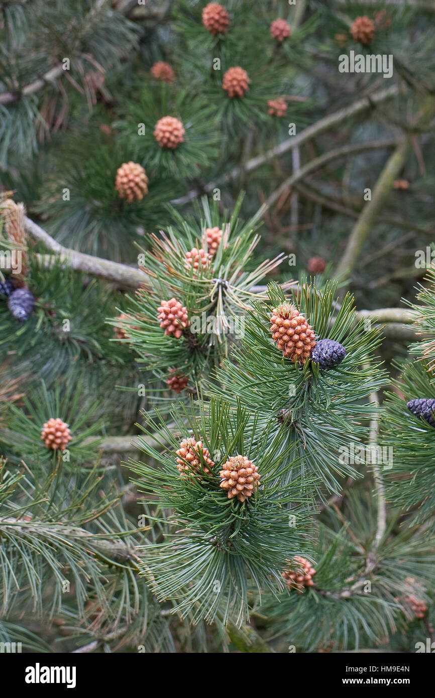 Schlangenhaut-Kiefer, Schlangenhautkiefer, Lorica-Kiefer, Panzerkiefer, Panzer-Kiefer, Kiefer, Pinus heldreichii, Pinus leucodermis, Bosnian Pine, Pal Stock Photo