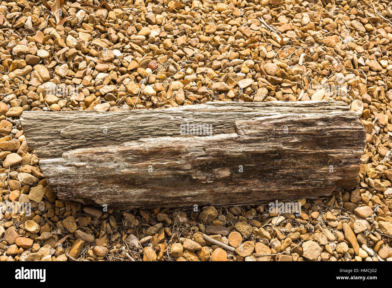 Petrified Log. Stock Photo