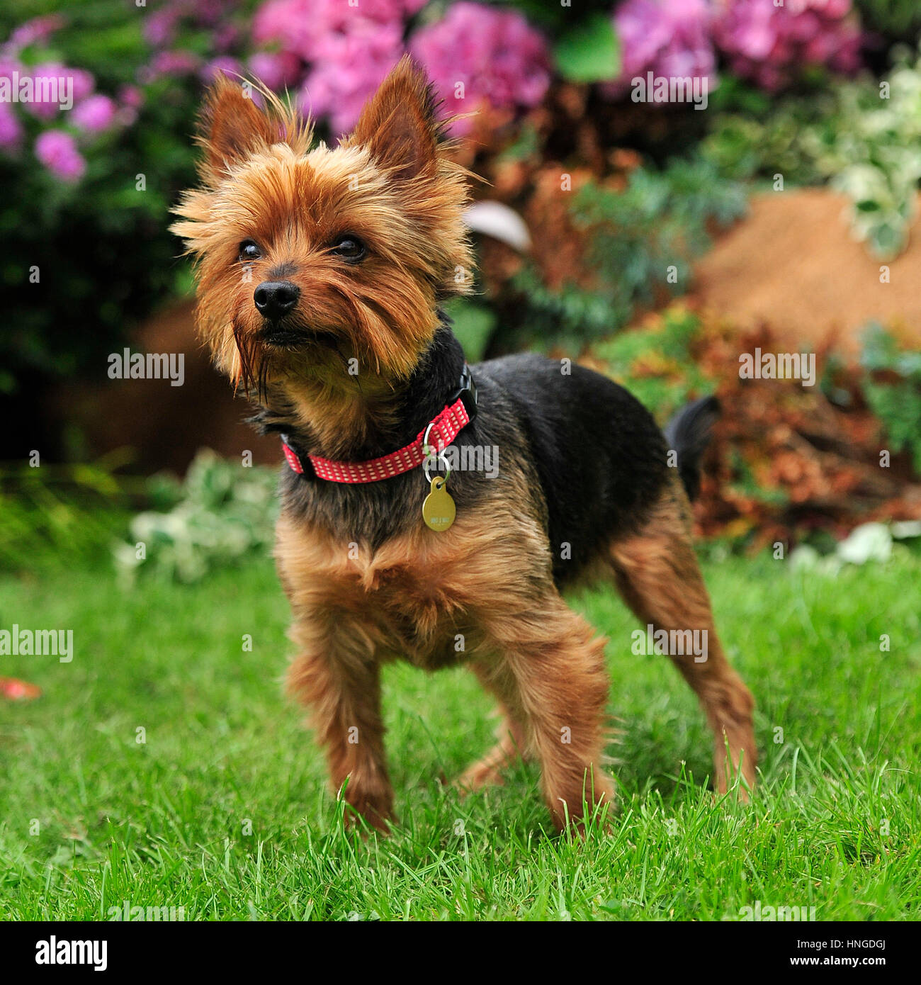 Yorkshire Terrier Stock Photo Alamy