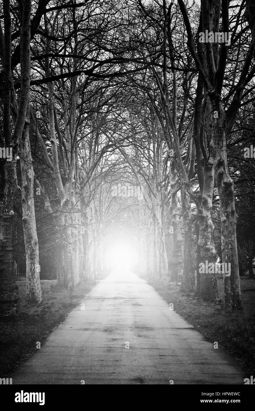 high contrasted black and white conceptual image with forest tunnel and light- some noice are added for stronger abstract spooky effect Stock Photo