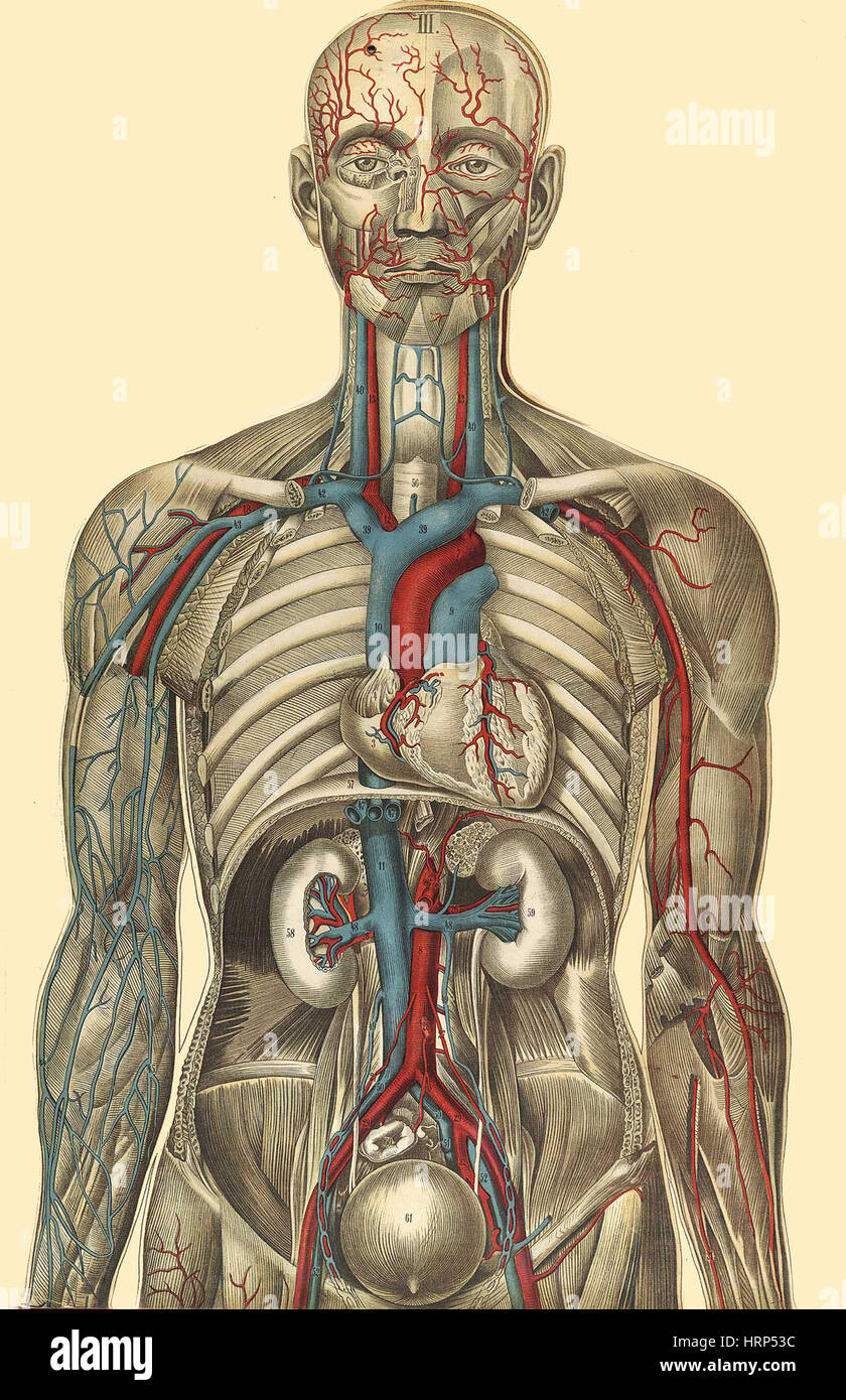 Anatomical Illustration, Julien Bougle, 1899 Stock Photo - Alamy