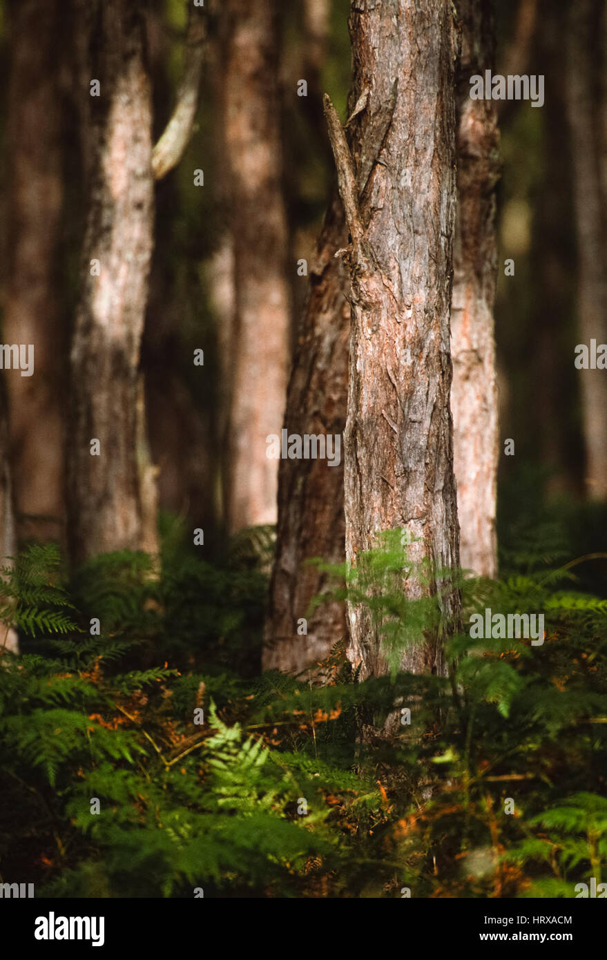 Woodland and ferns scene, New South Wales, Australia Stock Photo