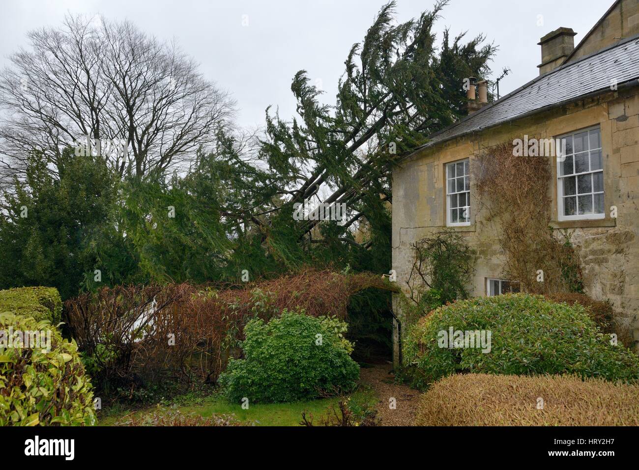 Deodar cedar tree (Cedrus deodara) blown down in a storm, leaning against a house, Wiltshire UK, March 2016. Stock Photo