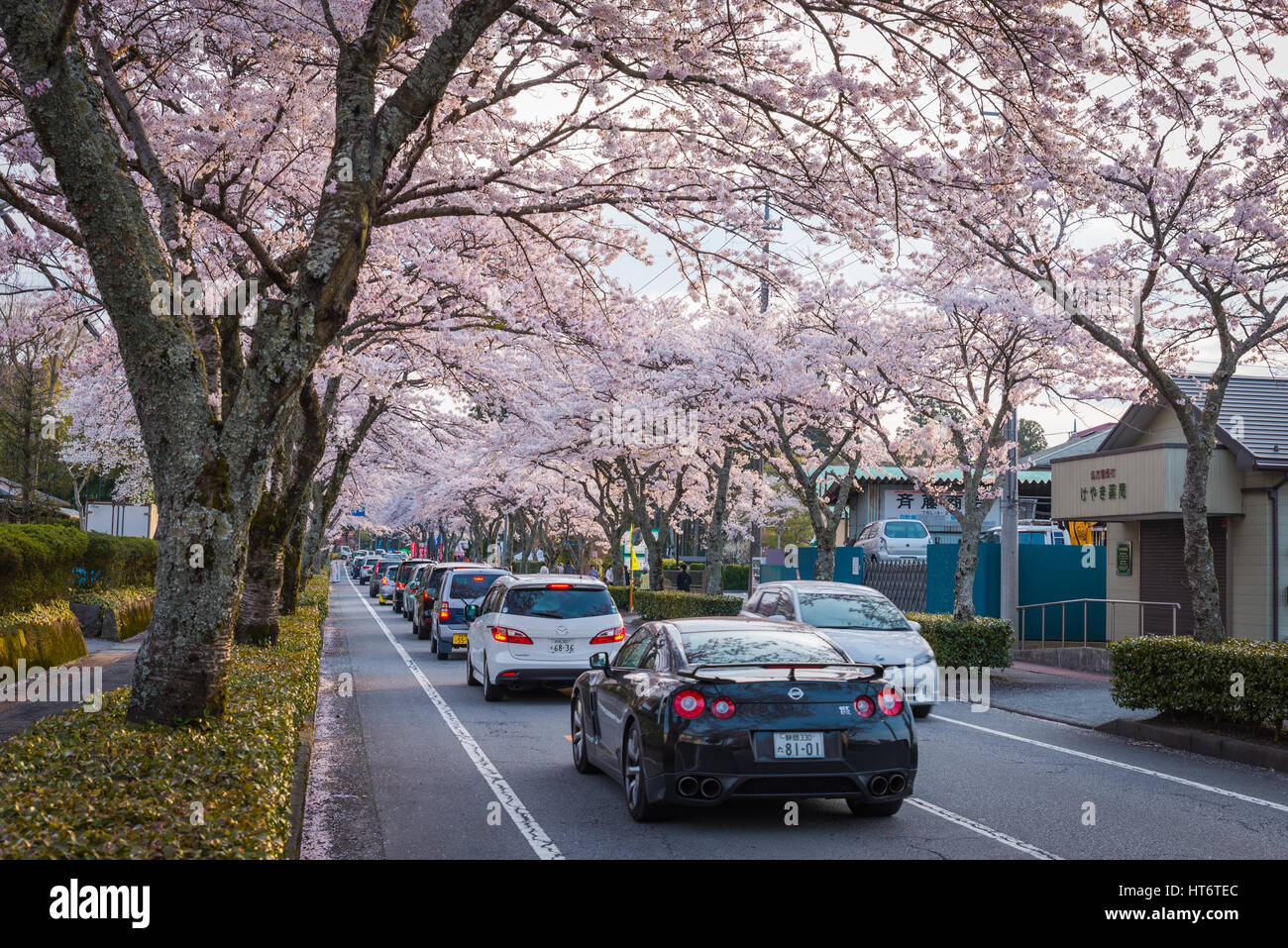 Shizuoka, Japan - April 12, 2014: The Cherry-blossom (Sakura) tunnel road in Gotemba city, Shizuoka, Japan. This is a famous place for cherry blossoms Stock Photo