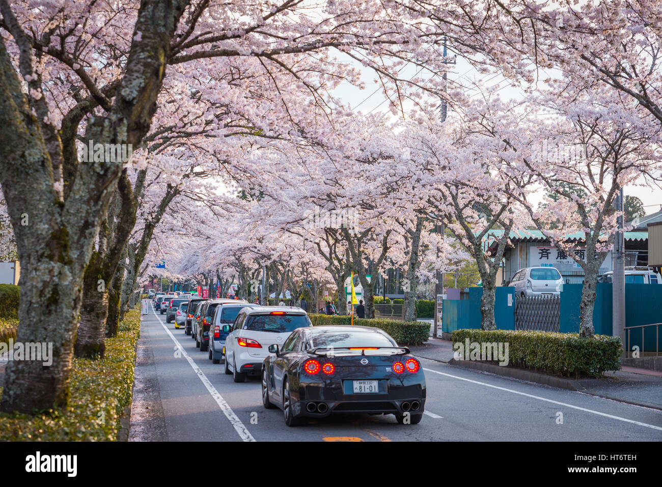 Shizuoka, Japan - April 12, 2014: The Cherry-blossom (Sakura) tunnel road in Gotemba city, Shizuoka, Japan. This is a famous place for cherry blossoms Stock Photo