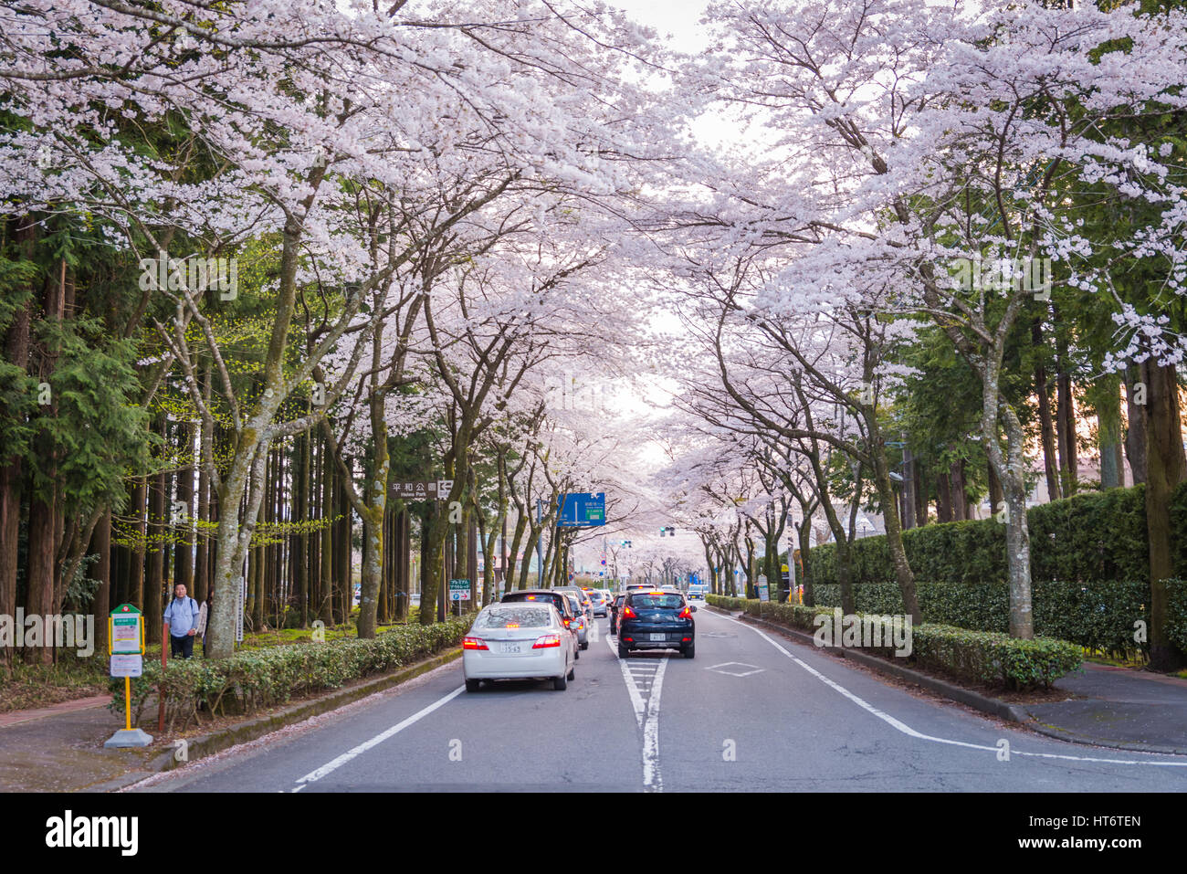 Shizuoka, Japan - April 12, 2014: The Cherry-blossom (Sakura) tunnel road in Gotemba city, Shizuoka, Japan. This is a famous place for cherry blossoms Stock Photo