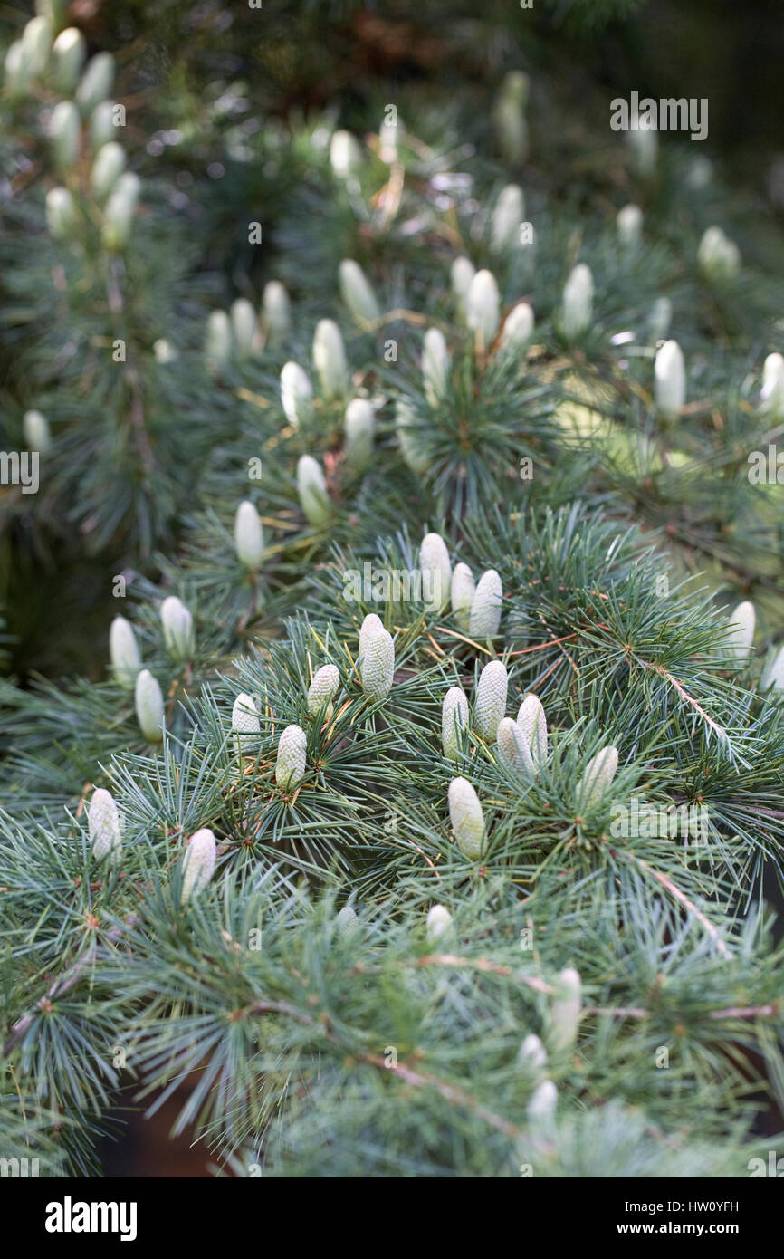 Cedrus deodara cones on the tree. Stock Photo