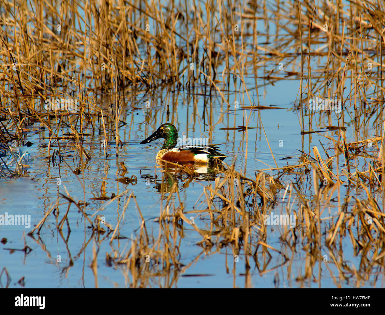 Northern shoveler male duck (drake) Stock Photo