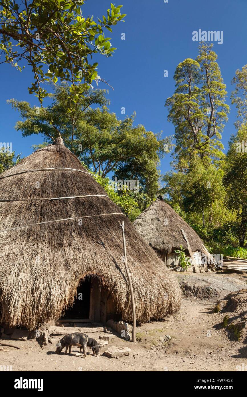 Indonesia East Nusa Tenggara West Timor South Central Timor Regency Nuapin piglet in front of a timorese tradinional house Stock Photo