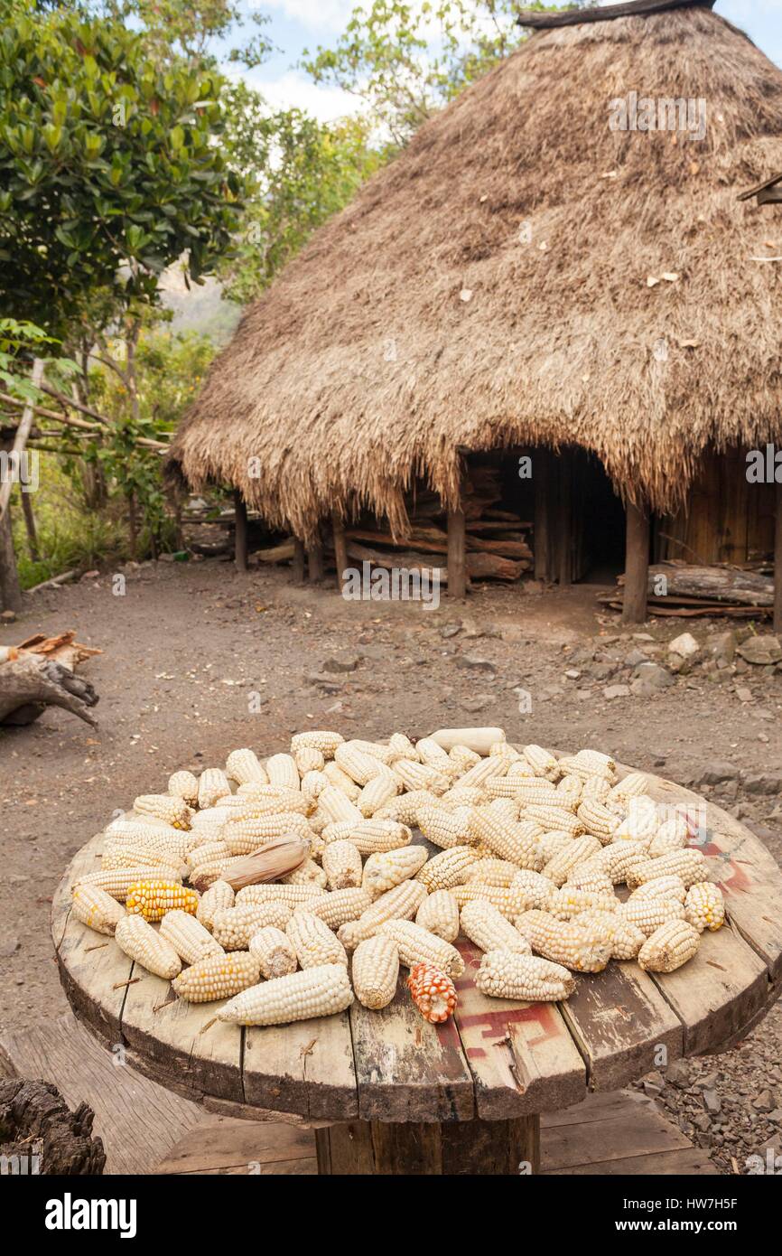 Indonesia East Nusa Tenggara West Timor South Central Timor Regency Nuapin Corn in front of a Timorese tradinional house called Stock Photo