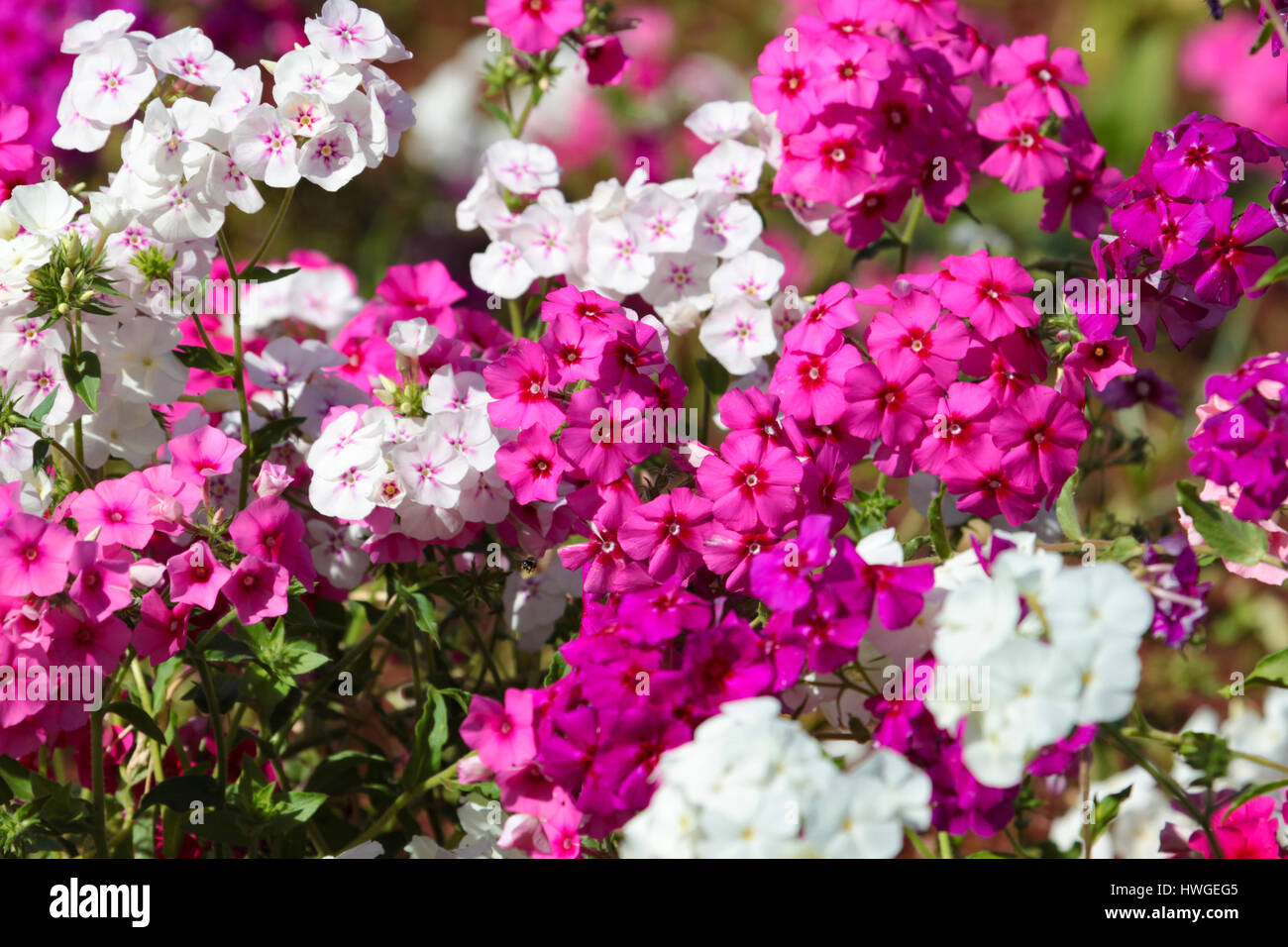 Garden travel: Gardens of Brasília, Brazil - Impatiens walleriana ( busy Lizzie) Stock Photo