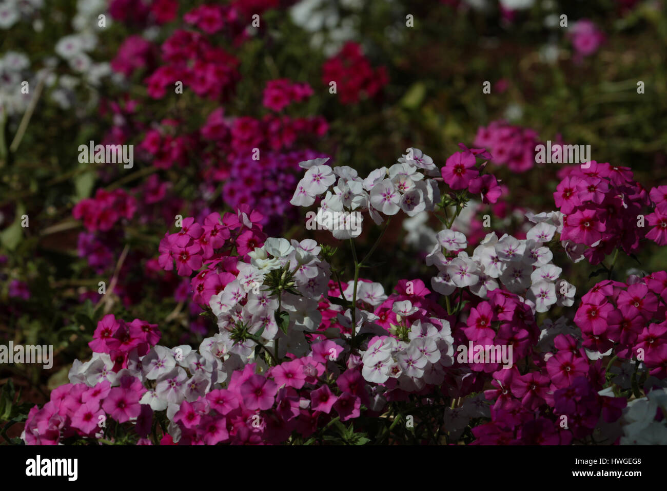 Garden travel: Gardens of Brasília, Brazil - Impatiens walleriana ( busy Lizzie) Stock Photo