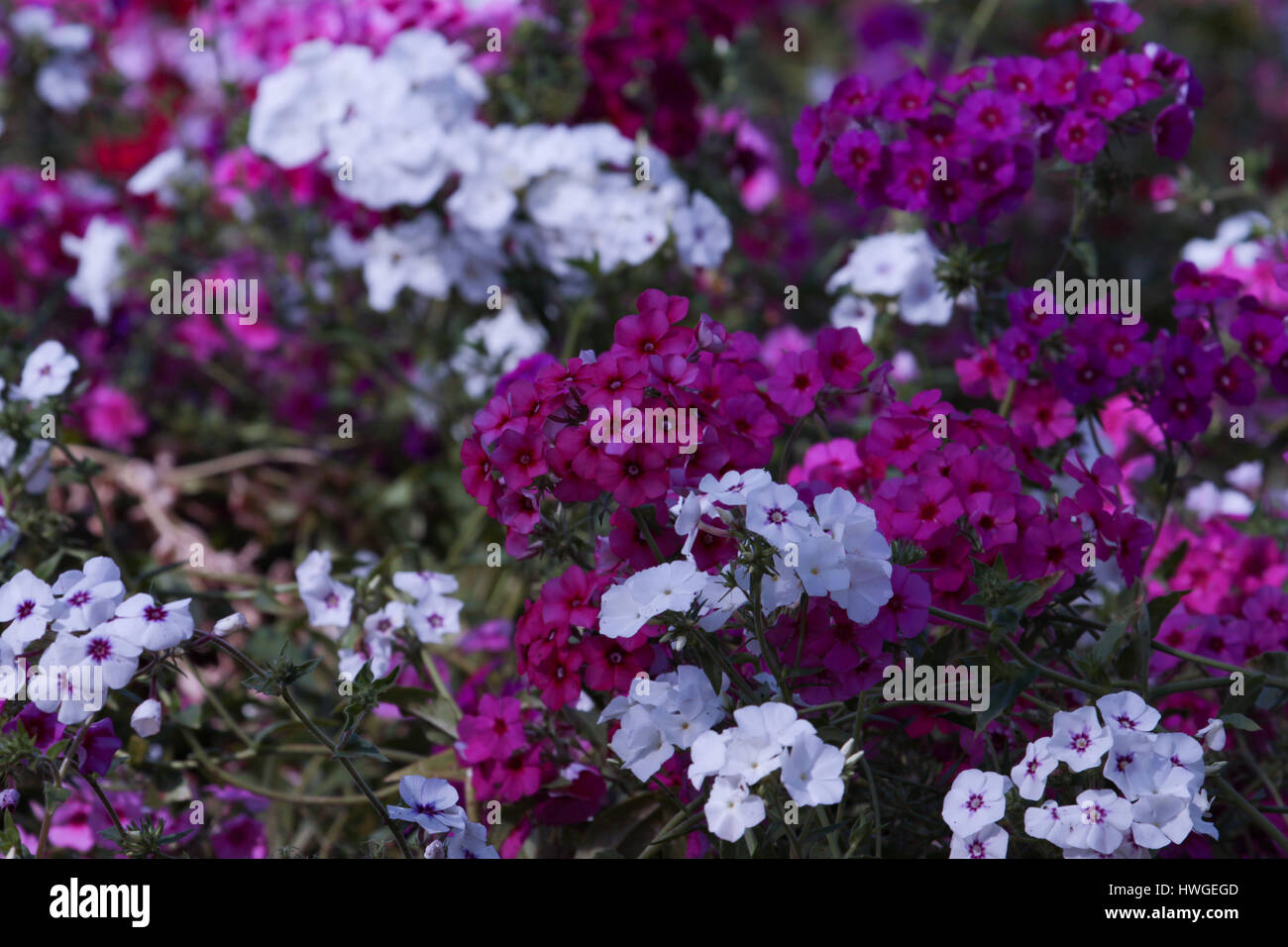 Garden travel: Gardens of Brasília, Brazil - Impatiens walleriana ( busy Lizzie) Stock Photo