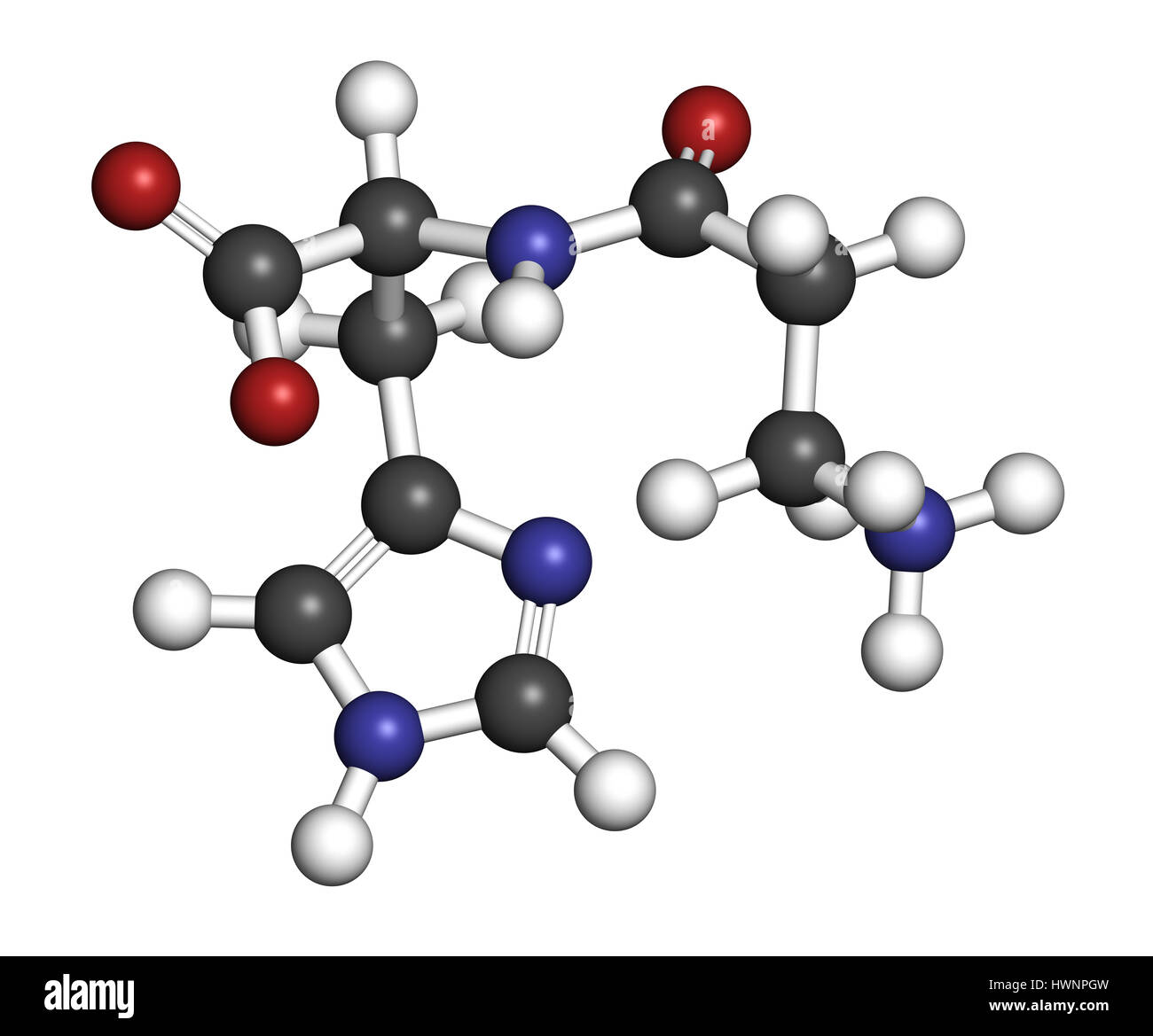 Carnosine (L-carnosine) food supplement molecule. 3D rendering. Atoms are represented as spheres with conventional color coding: hydrogen (white), car Stock Photo