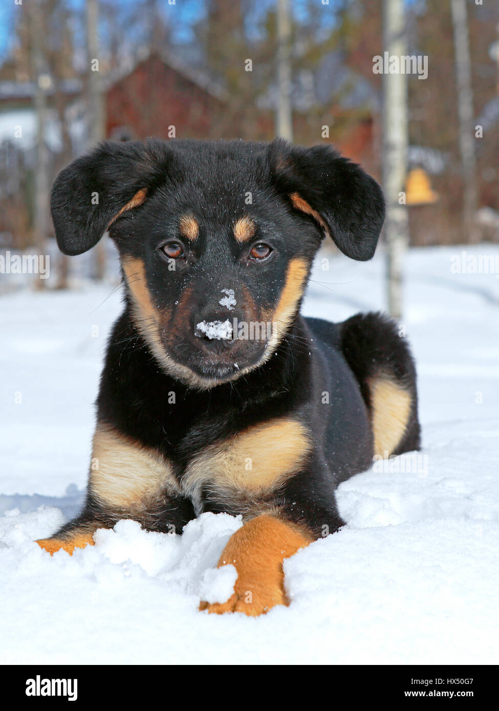 Portrait of cute German Shepherd cross  puppy playing in  fresh snow. Stock Photo