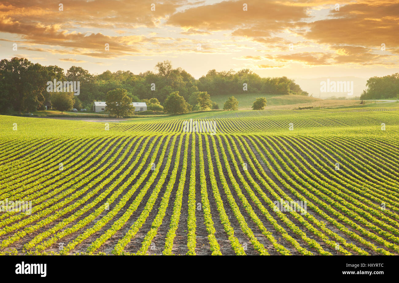 Rows of young soybean plants shot at sundown in Minnesota Stock Photo