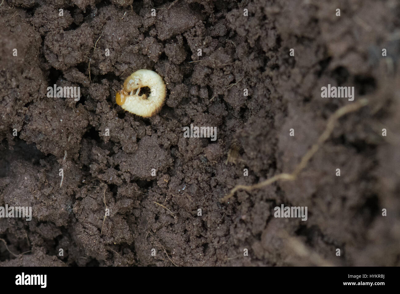 garden chafer grub, the larvae of the chafer beetle.  The chafer bug can be serious garden pest eating the roots of grass and plants. Stock Photo