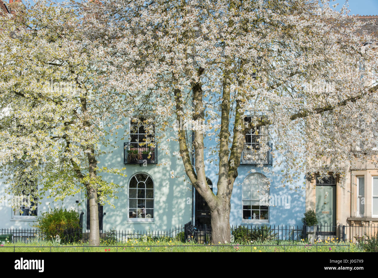 Flowering cherry trees in front of terraced houses in St Clements Street, Oxford, Oxfordshire, England Stock Photo