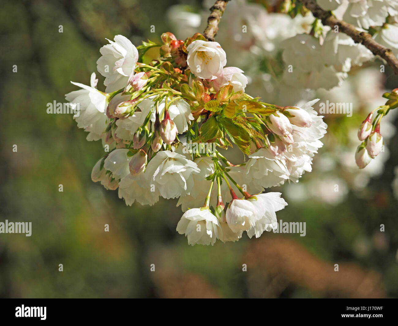 springtime chocolate box pictorial image of white cherry blossom (Prunus species) flushed with pink interspersed with new leaves in Cumbria England UK Stock Photo