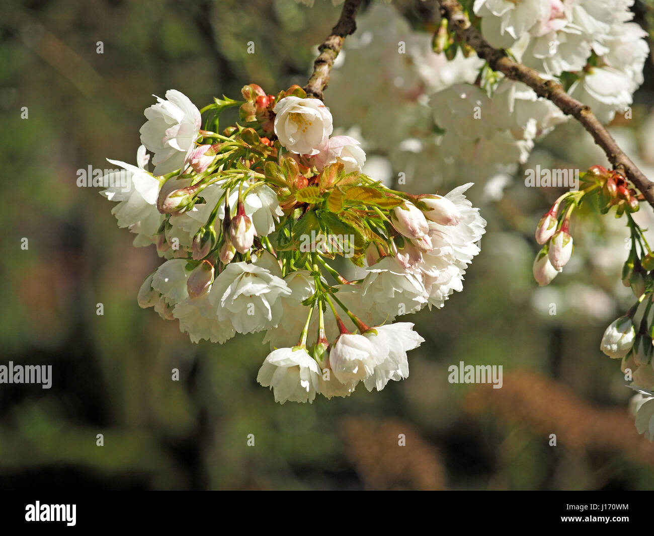 springtime chocolate box pictorial image of white cherry blossom (Prunus species) flushed with pink interspersed with new leaves in Cumbria England UK Stock Photo