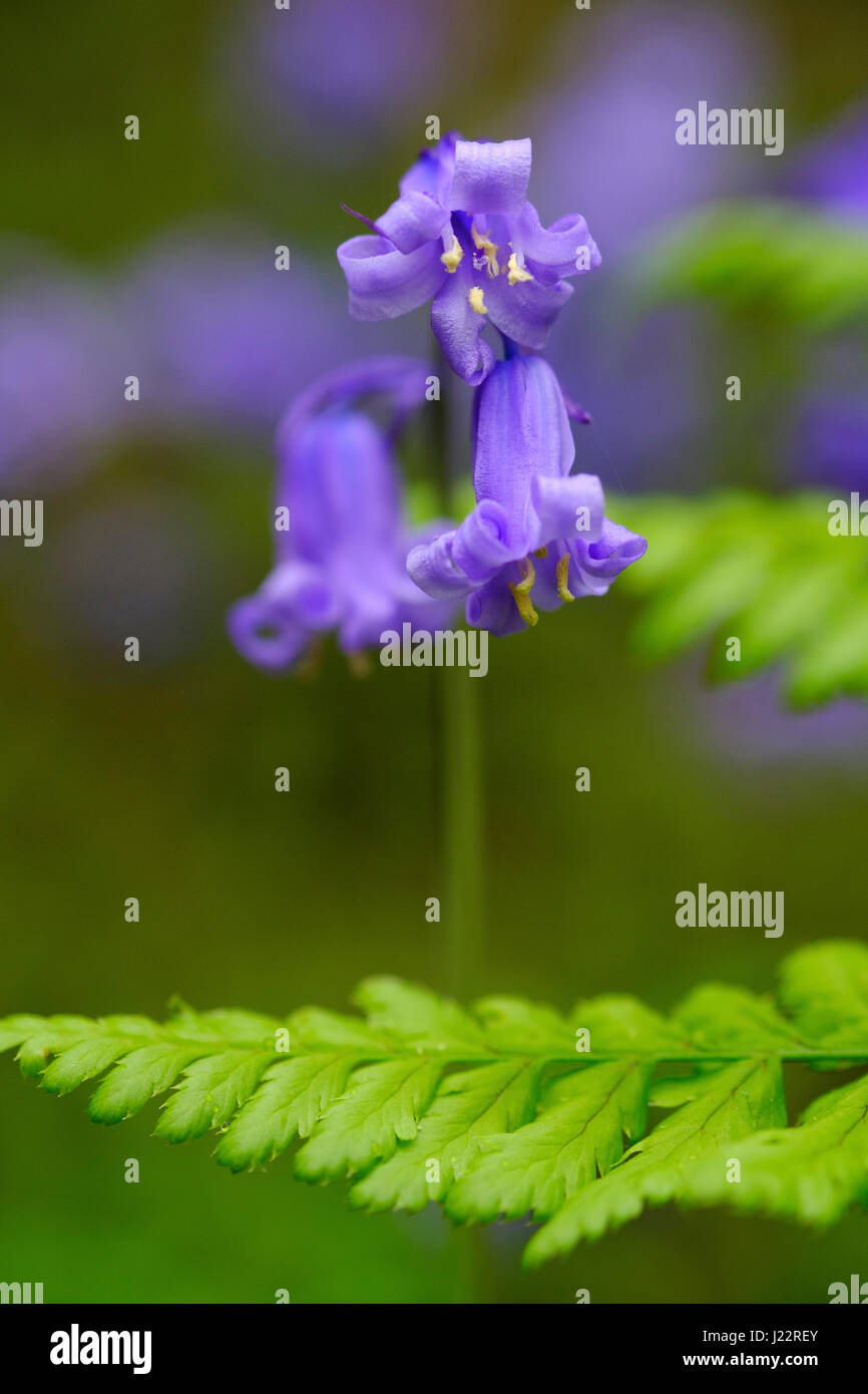 A sngle Bluebell plant,Hyacinthoides non-scripta, shot close up amongst woodland ferns Stock Photo