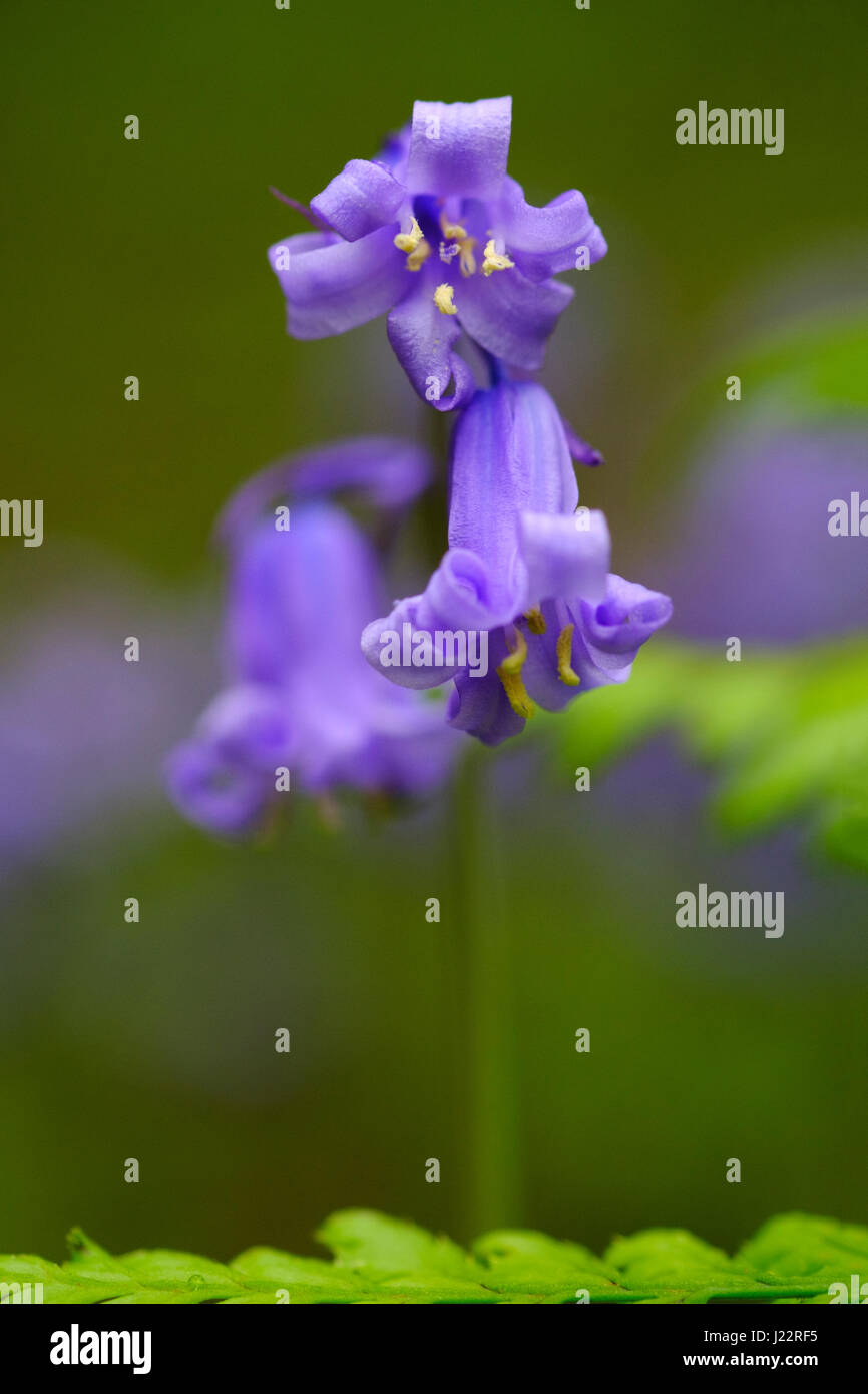 UK, Somerset A single Bluebell plant,Hyacinthoides non-scripta, in flower and shot close up amongst woodland ferns Stock Photo