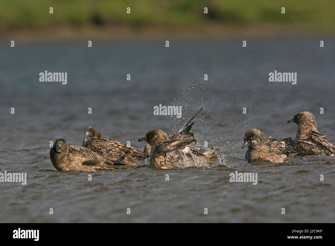 Great Skua Stercorarius skua at freshwater loch to bathe Hermaness, Unst, Shetland June Stock Photo